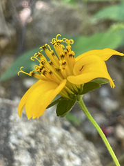 Sclerocarpus divaricatus