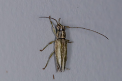 Temnosternus planiusculus