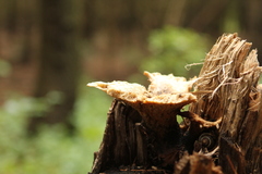 Cerioporus squamosus