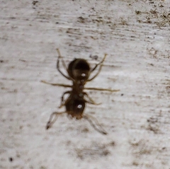 Lasius