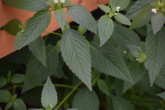 Galeopsis