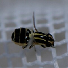 Thaumatomyia
