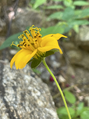 Sclerocarpus divaricatus