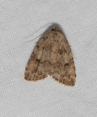 Tolpia conscitulana