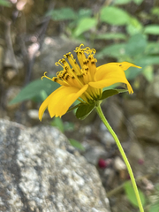 Sclerocarpus divaricatus