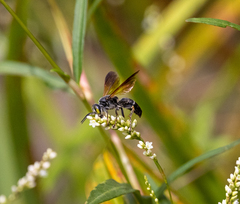 Tachytes guatemalensis