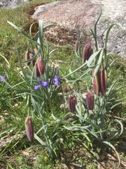 Fritillaria