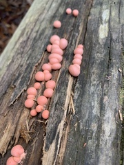 Lycogala epidendrum