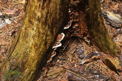 Rhodofomes cajanderi