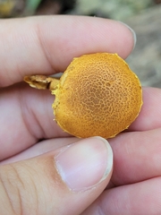 Pholiota granulosa