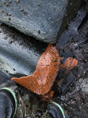 Botrylloides violaceus