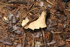 Cerioporus squamosus