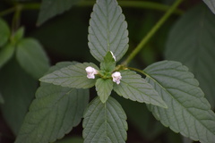 Galeopsis