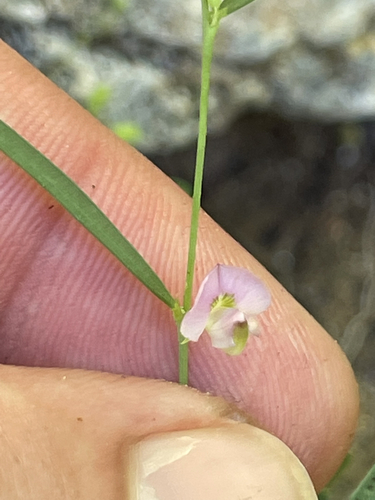 hourglass peaseed (Sphinctospermum constrictum)