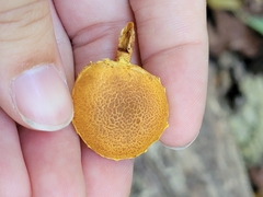 Pholiota granulosa