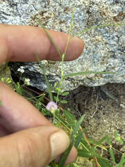 Sphinctospermum constrictum