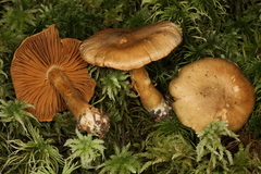 Cortinarius venetus