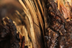 Emesaya brevipennis