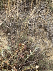 Masticophis lateralis lateralis