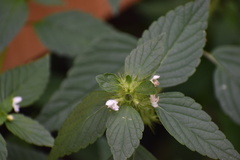 Galeopsis