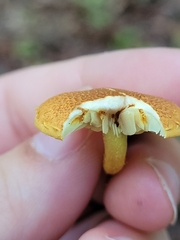 Pholiota granulosa