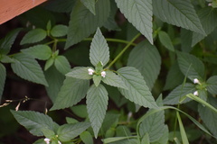Galeopsis