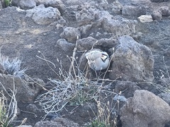 Alectoris chukar