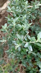 Rhagodia candolleana