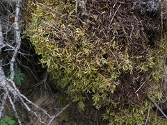 Pleurozium schreberi