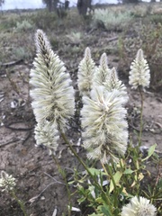 Ptilotus nobilis