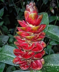 Costus