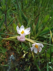 Olsynium scirpoideum