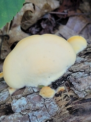 Buglossoporus quercinus