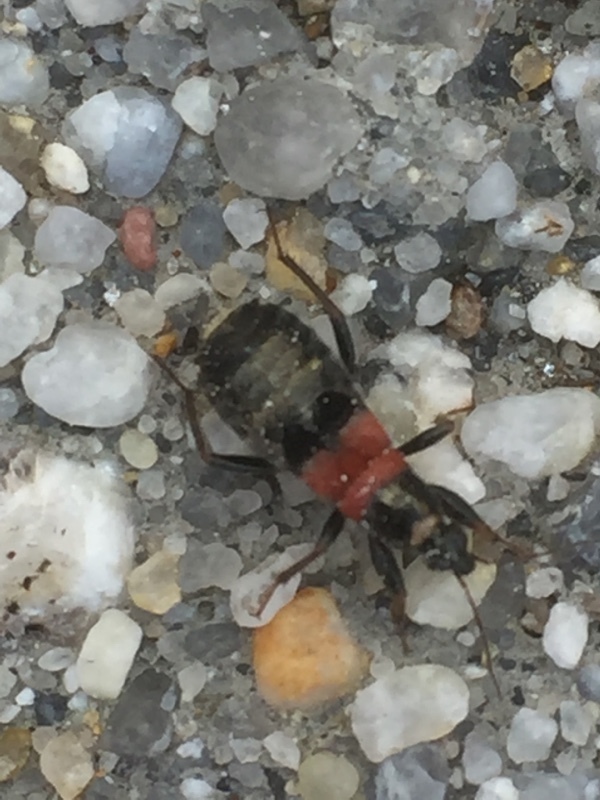 Prostemma albimacula