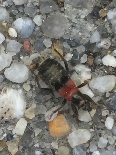 Prostemma albimacula