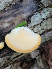 Buglossoporus quercinus