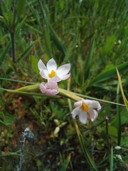 Olsynium scirpoideum