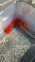 Hexabranchus sanguineus