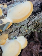 Buglossoporus quercinus