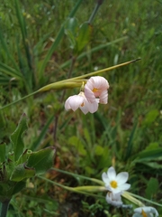 Olsynium scirpoideum