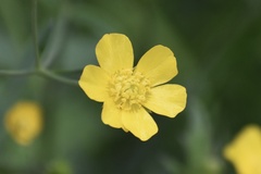 Ranunculus