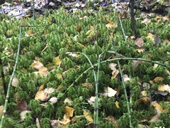 Sphagnum