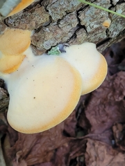Buglossoporus quercinus