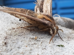 Xylophanes falco