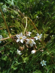 Spergula arvensis