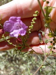 Agalinis fasciculata