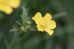 Ranunculus