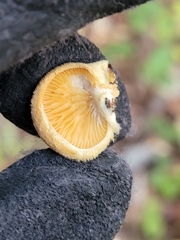 Buglossoporus quercinus