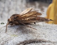 Xylophanes falco
