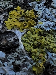 Xanthomendoza fallax